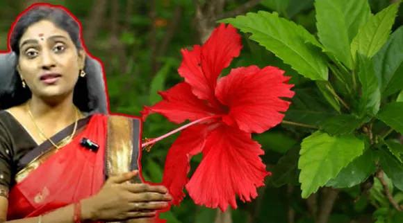 Sembaruthi Leaves
