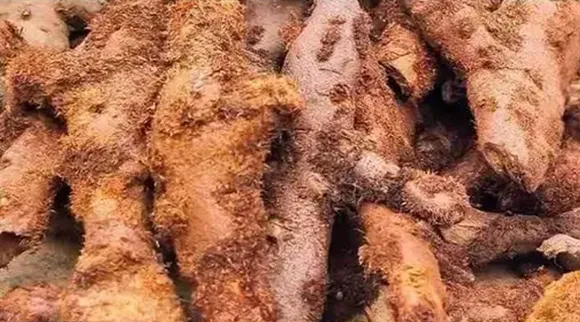 Mudavattukkal Kizhangu