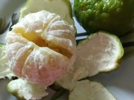 kafir lime
