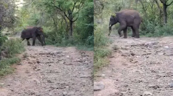 Cbe elephant