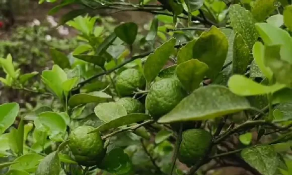 Terrace garden lemon