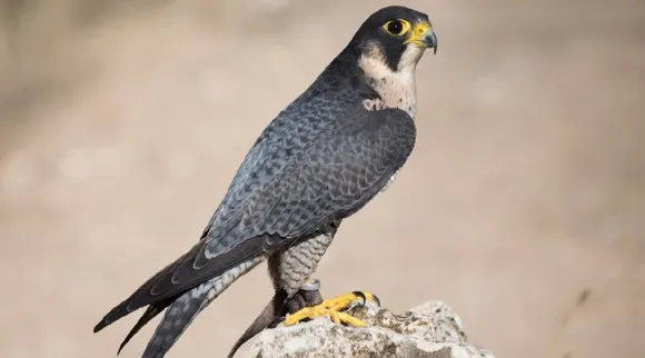 Peregrine falcon
