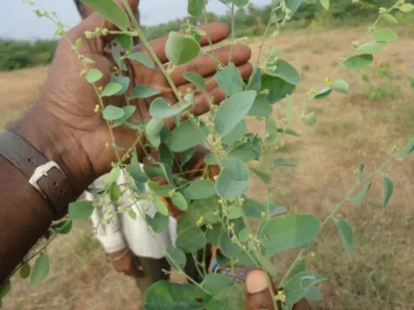 கட்டுக்கொடி அல்வா