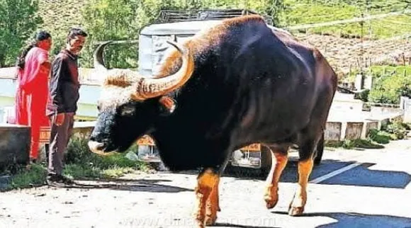 wild buffalo