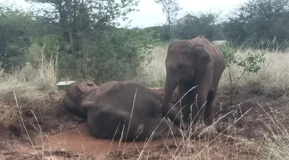 Coimbatore Elephant