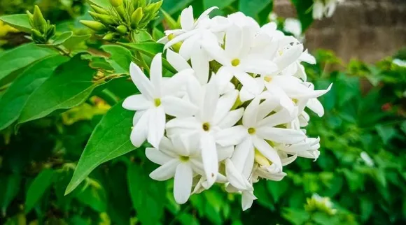 mullai flower