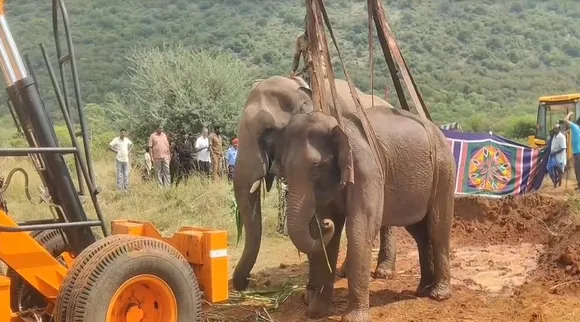 elephant ill