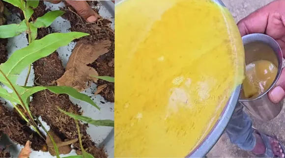 முடவாட்டுக்கால் சூப் 