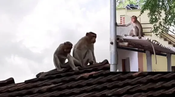 Madurai Monkey 2