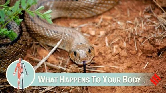 what happens after a snake bite