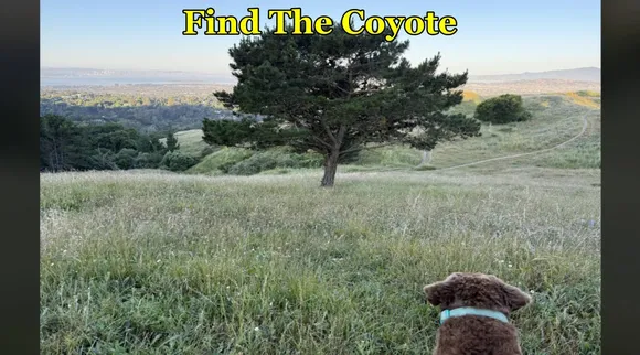 Coyote find