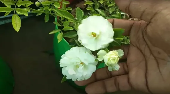 rose