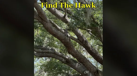 fth 