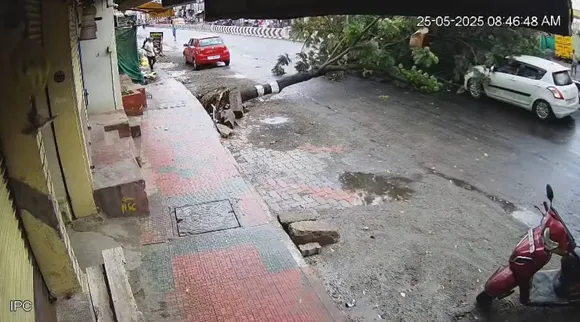 tree falling
