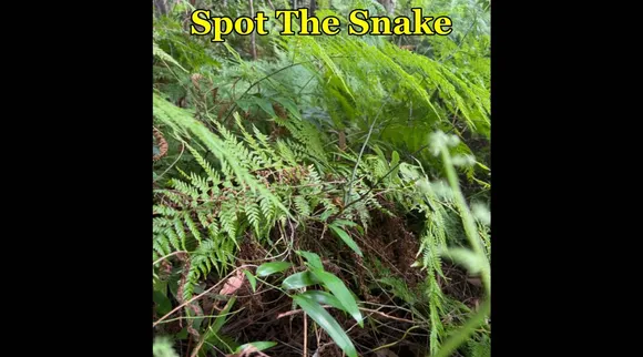 snake