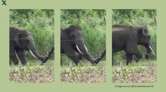 elephant