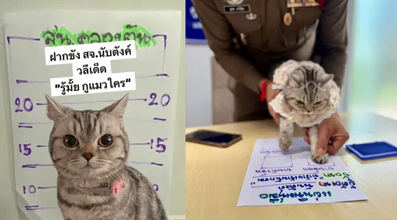 cat arrested 