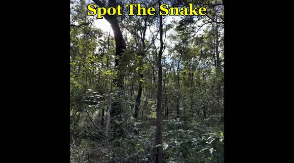 snake