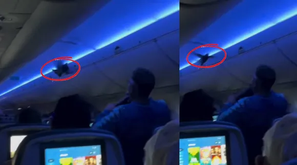 Birds On Board
