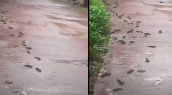 Puducherry | Fish Video | Carp