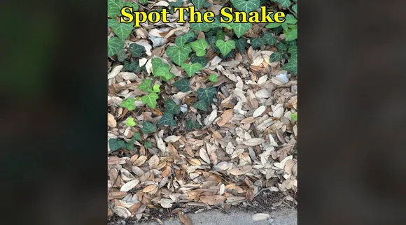 snake