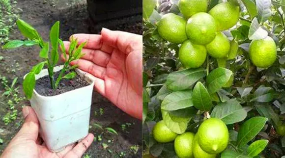 how to get lemon from lemon tree