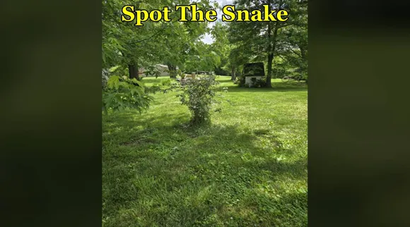 snake