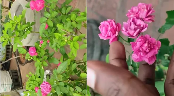 rose