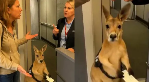 kangaroo-on-plane