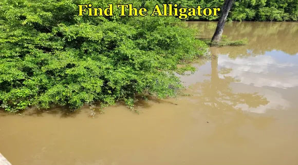 Allicator