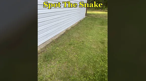 snake 