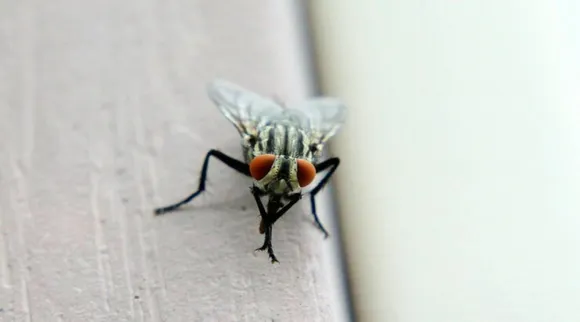 flies