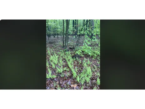 optical illusion
