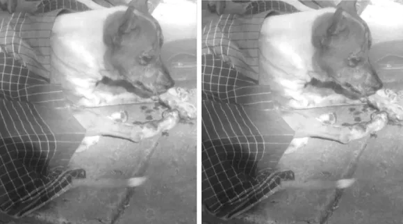 Pondy street dog
