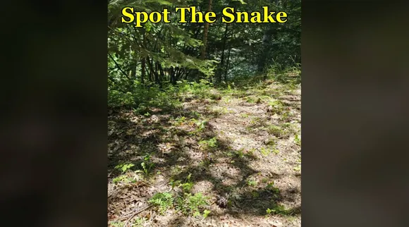 spt