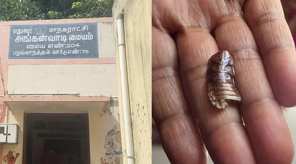 Cockroach