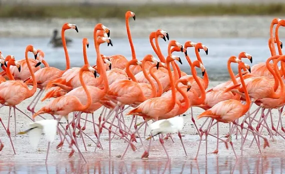 Dhanushkodi Flamingo Sanctuary TN
