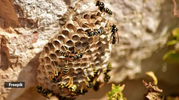 Bee Safe removal 