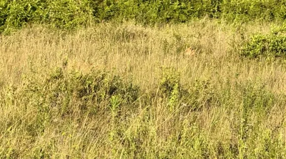 lion cub