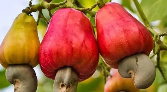 Cashew fruit