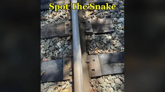 snake
