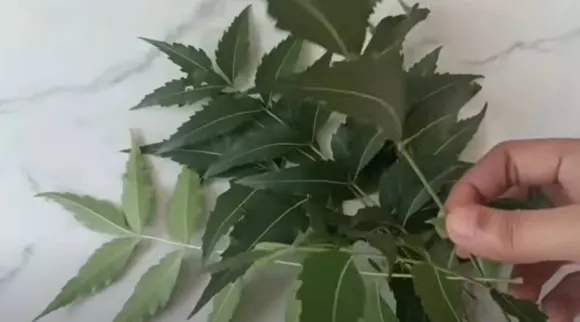 neem