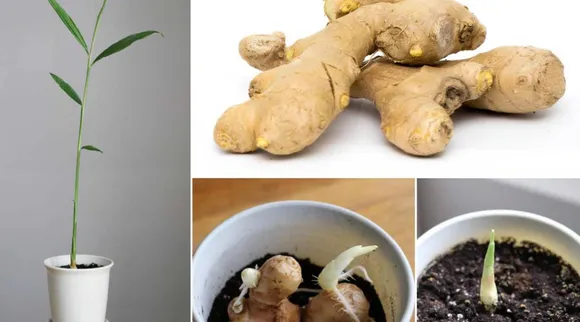 Ginger planting at home 