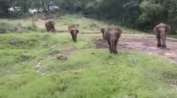 elephant