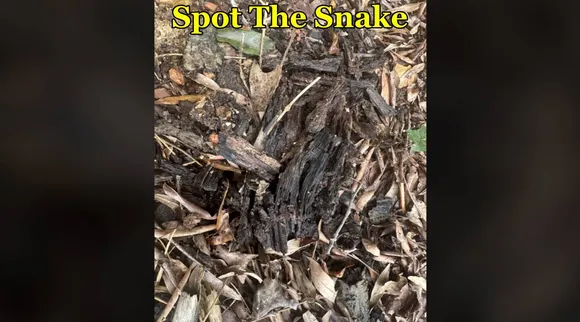 sp