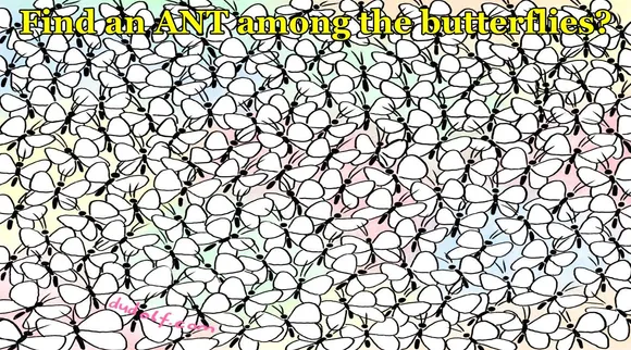Ant 
