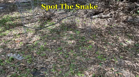snake