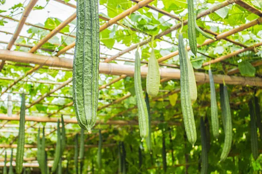 ridge gourd