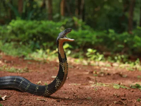 king cobra