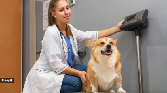 pet-obesity.psd